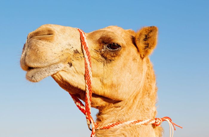 Kamele wegen Botox von Schönheitswettbewerb ausgeschlossen