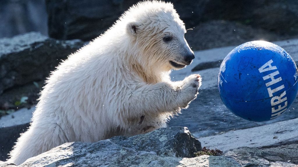 Tierpark Berlin: Putziges Eisbärenbaby heißt jetzt „Hertha“