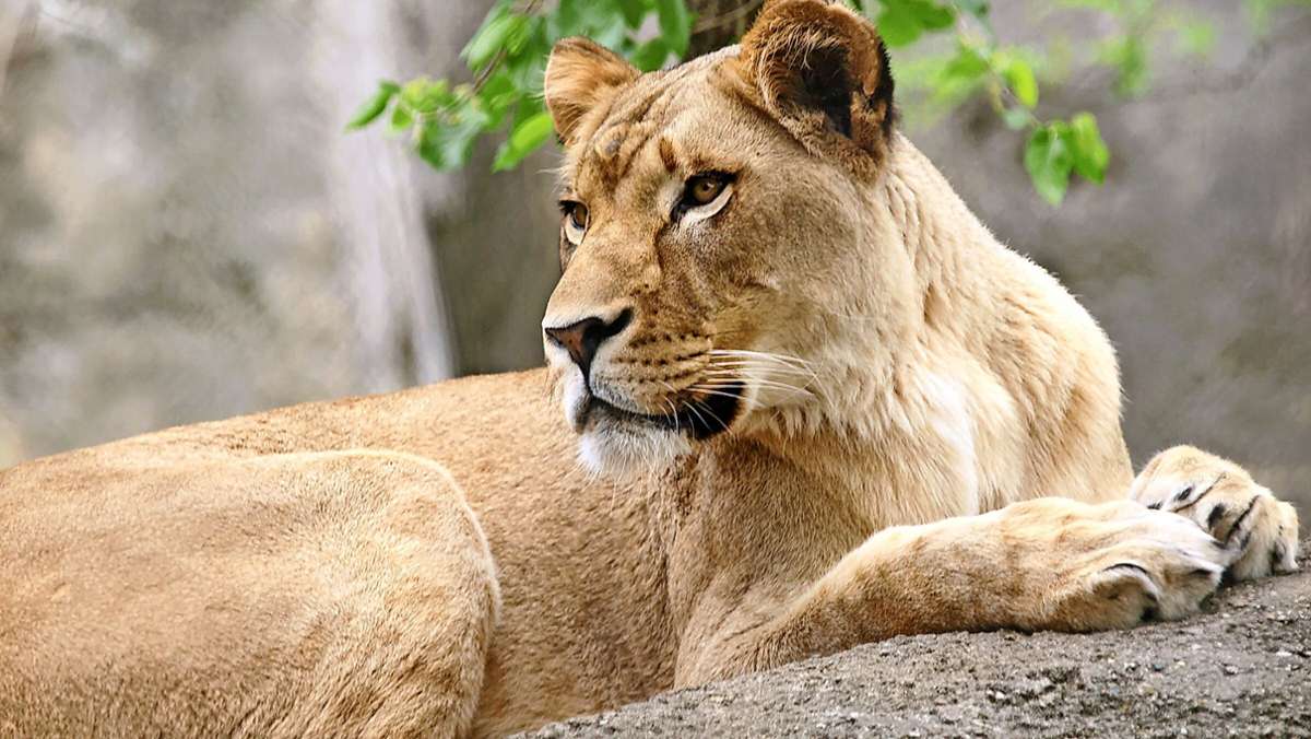 Kreis Esslingen: Private Löwenhaltung nicht grundsätzlich verboten