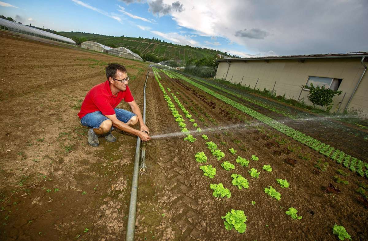 Angesichts der extremen Trockenheit in diesem Sommer ist der Esslinger Landwirt Andreas Rapp nicht darum herumgekommen, seine Pflanzen zu bewässern. Foto: Roberto Bulgrin