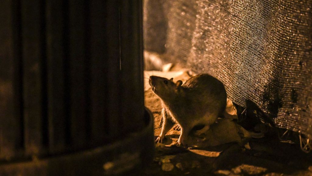  Ratten sorgen immer wieder für Aufregung in Stuttgart. Jüngst tauchten sie am Amtsgericht auf. Tierschützer warnen allerdings vor dem Auslegen von Giftködern. 