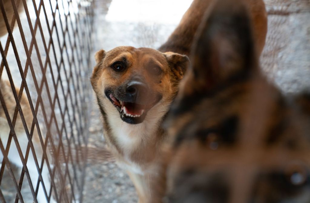 Die meisten der 6000 Hunde leben in geräumigen, halb überdachten Paddocks.