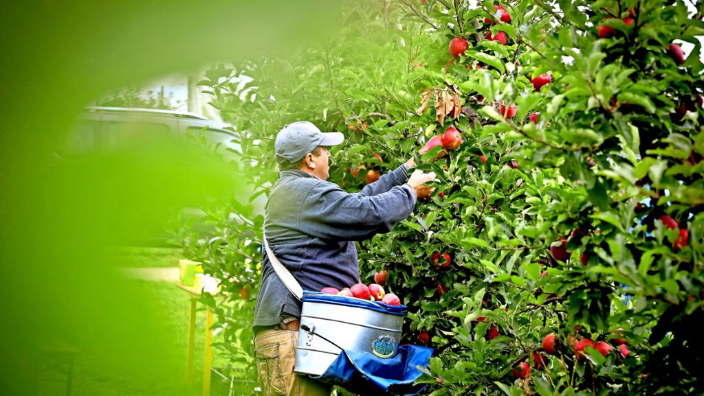 Herrenberg: Bei Obstbauern herrscht miese Stimmung wegen Klimakritik