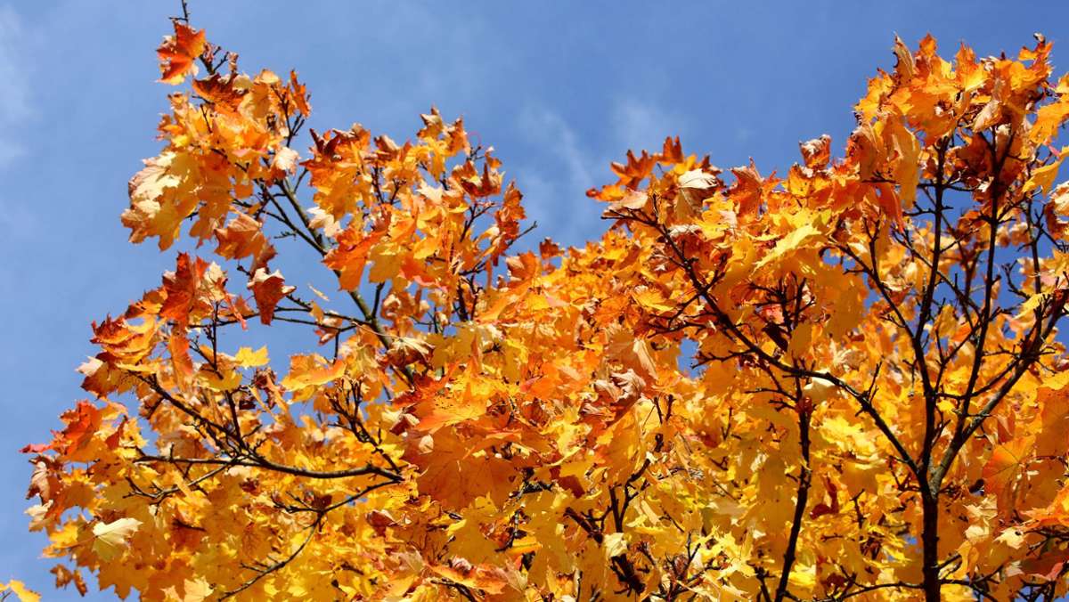 Oktoberwetter in Stuttgart: Temperaturrekord am Montag