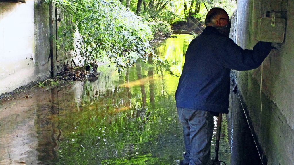 Leonberg: Wasseramseln fühlen sich in  Eltingen richtig wohl