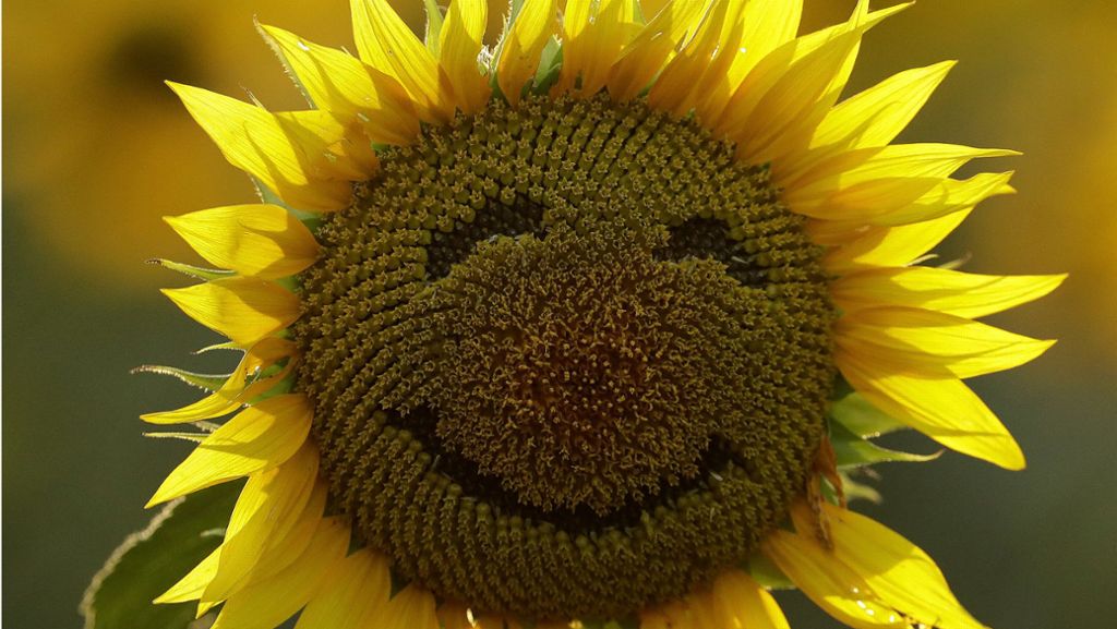 Internationaler Tag des Glücks: Fröhliche Bilder für mehr Lachen im Alltag
