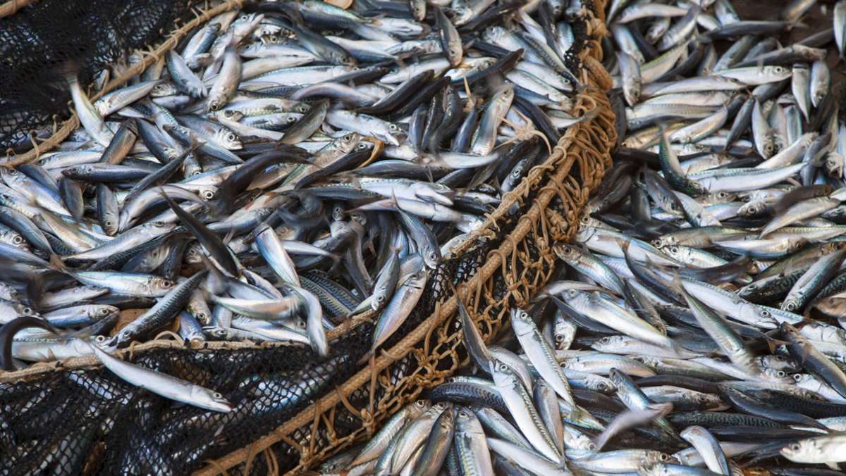 Internationaler Vertrag: Abkommen soll Fischbestände vor Kollaps retten