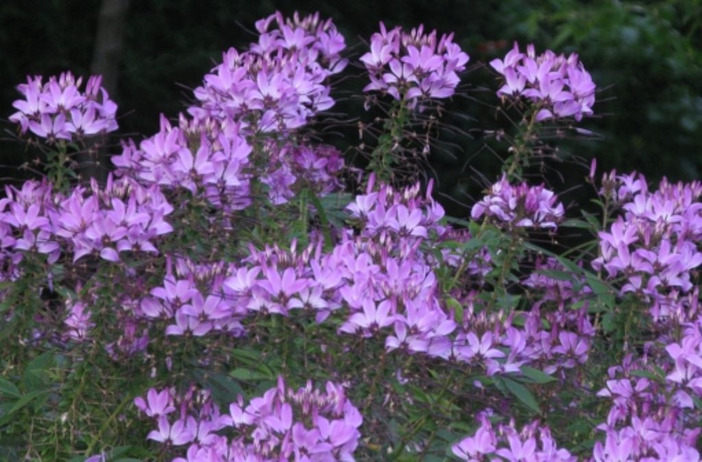 Auch die Spinnenblume (Cleoma) gedeiht prächtig in Ingrid Becks Garten.