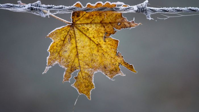 Klimazentrale für Stuttgart: Die ersten Frosttage sind da, aber sie werden seltener
