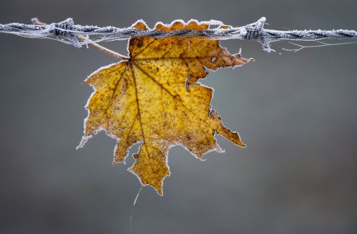 Klimazentrale für Stuttgart: Die ersten Frosttage sind da, aber sie werden seltener