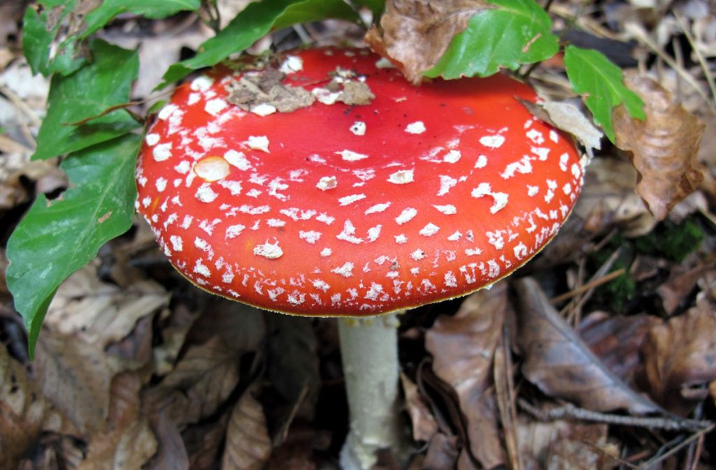 Die Pilze enthalten psychoaktive Substanzen wie Muscimol, was die psychotrope Eigenschaft des Fliegenpilzes verursacht und mit der Wirkung von LSD vergleichbar ist.