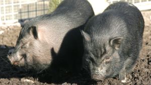Hängebauchschweine im Wald ausgesetzt