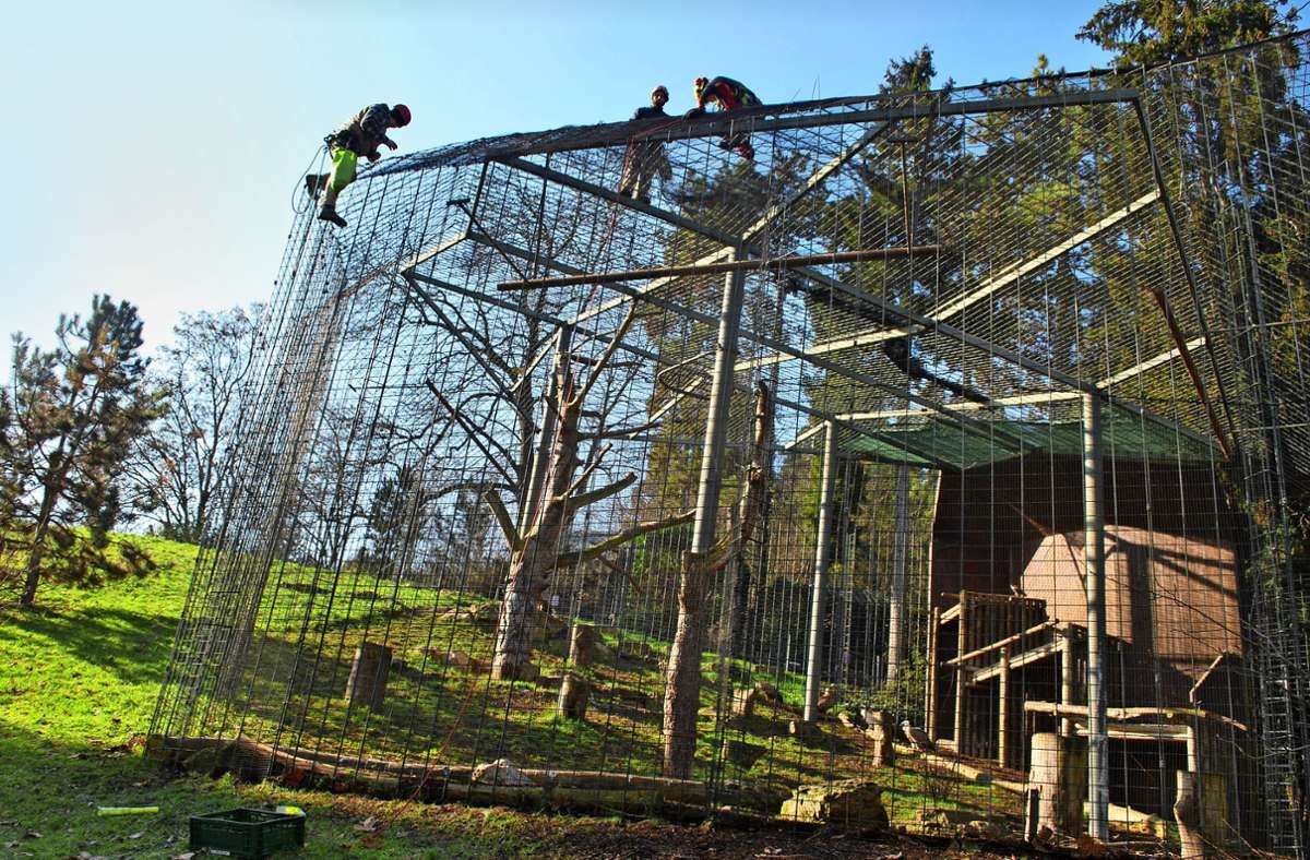 Bereits Mitte Februar wurde ein feinmaschiges Netz über die Geiervoliere gespannt.  So sollen die Vögel vor einer Ansteckung geschützt werden. Foto: Sebastian Steegmüller