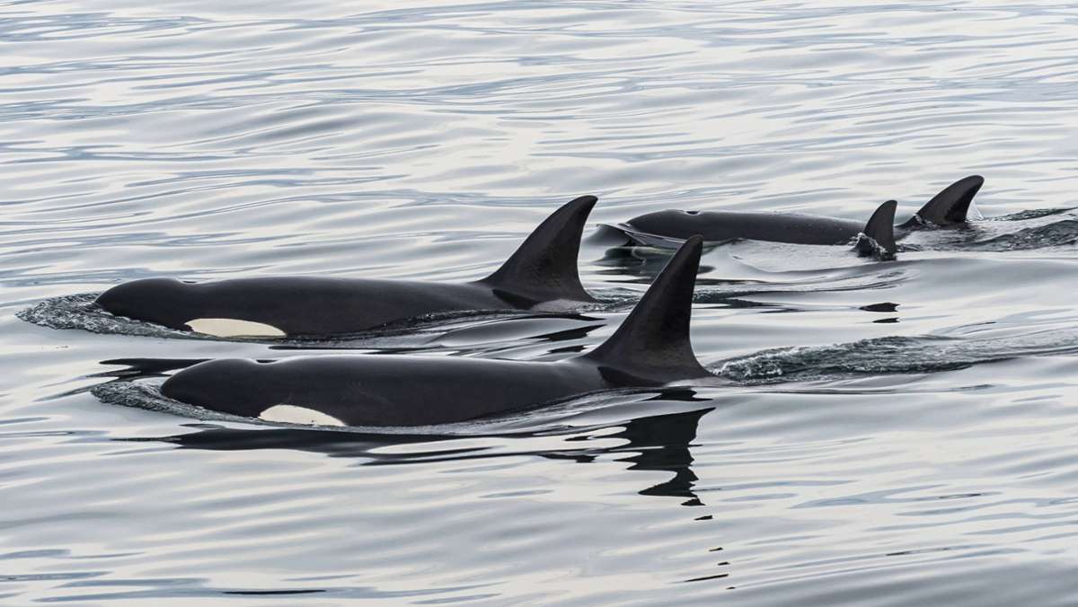 Einzigartige Drohnenaufnahmen: Video zeigt spielende Schwertwale vor Schottlands Küste
