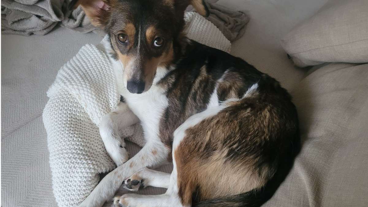 Nelly nach Böllerei in Stuttgart entlaufen: Hundebesitzer erleben „die schlimmsten Tage“ ihres Lebens