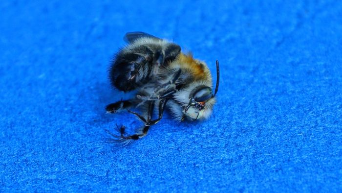 Vorschaubild zum Artikel Darf man Bienen töten?