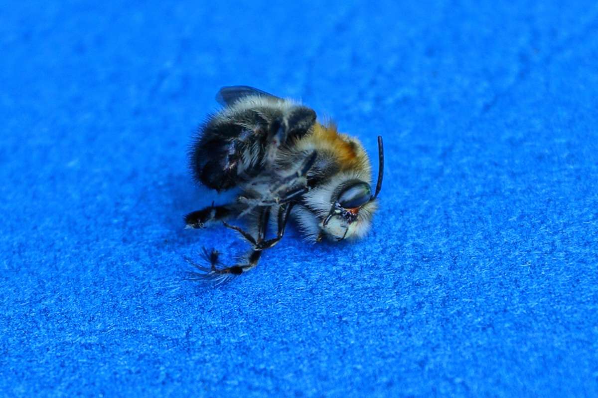 Vorschaubild zum Artikel Darf man Bienen töten?