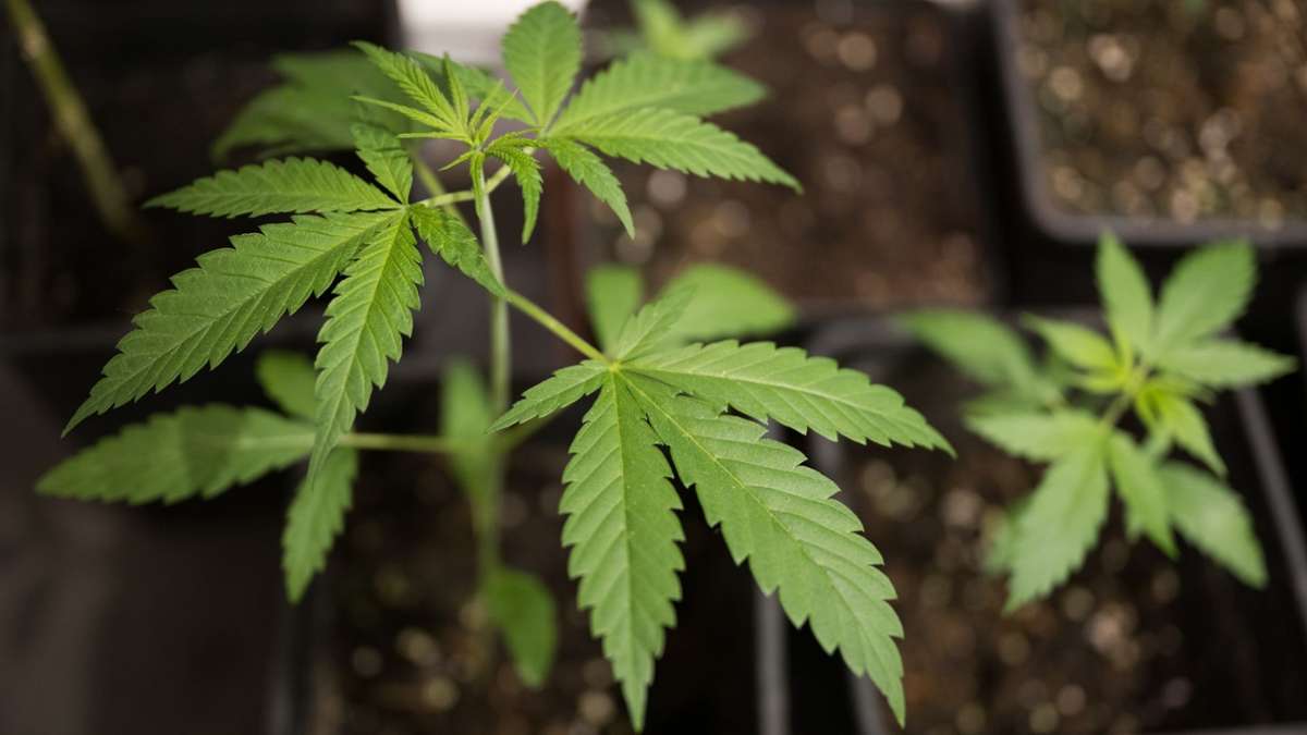Handel: Baumärkte wollen vorerst keine Cannabis-Samen verkaufen