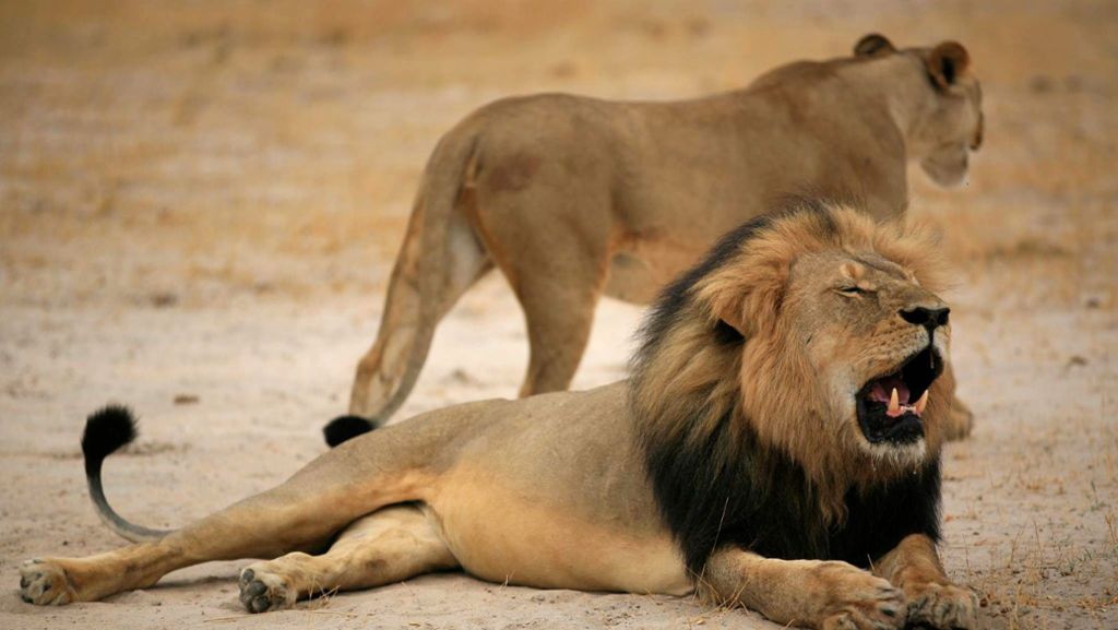  Löwen haben in Südafrika wohl einen Wilderer gefressen. Neben den Überresten des Mannes wurden demnach am Samstagmorgen auch ein Jagdgewehr und Munition gefunden 