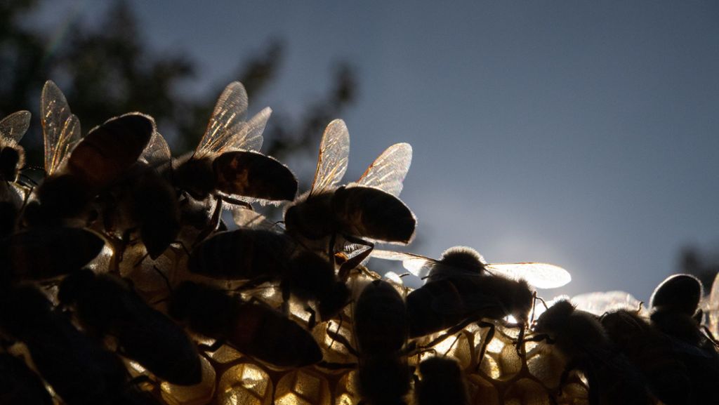 Unterschriftenaktion für Bienenschutz: Experten zu Volksbegehren: „Gut gemeint, aber schlecht gemacht“