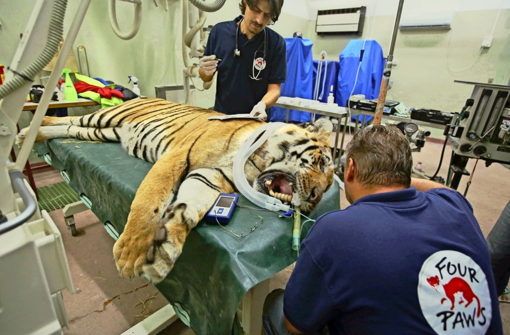 Mitglieder der Tierschutzorganisation „Vier Pfoten“ kümmern sich um den Tiger Lasis.