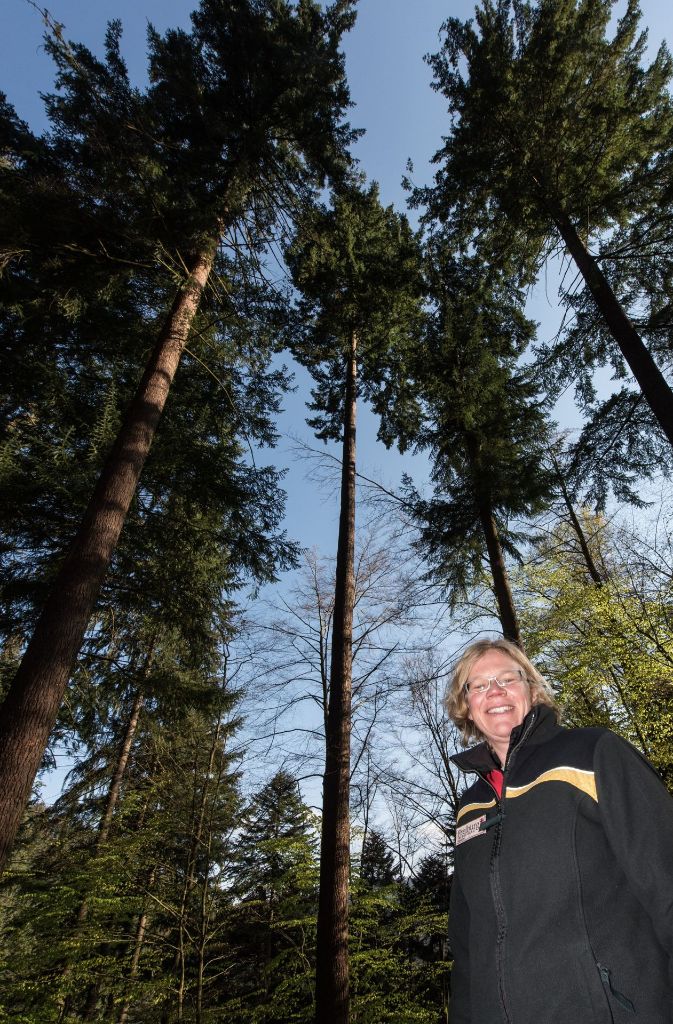 „Uns liegen alle Bäume gleichermaßen am Herzen. Aber Waldtraut hat es schon zu einer gewissen Bekanntheit gebracht“, sagt Nicole Schmalfuß. Die 44-Jährige ist Leiterin des städtischen Forstamtes in Freiburg.