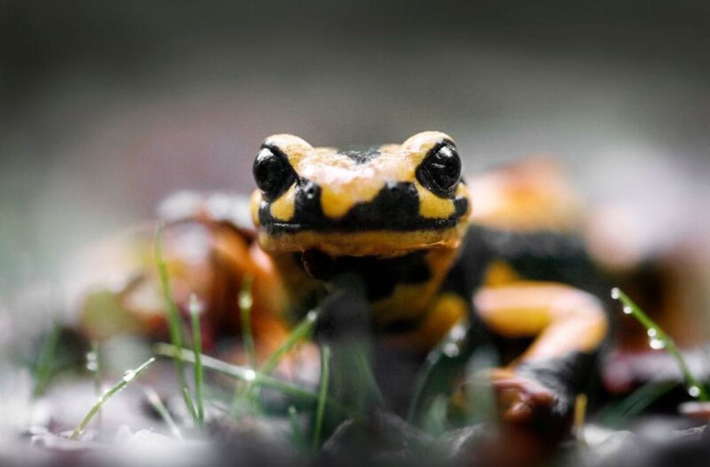Seltener Anblick: ein Salamander