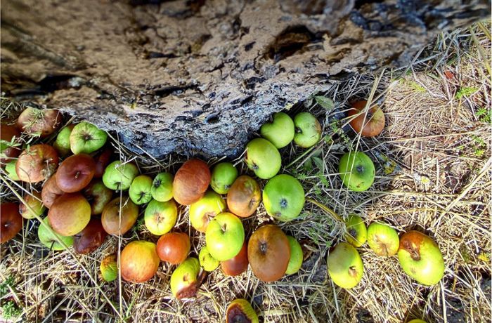 Saftherstellung im Rems-Murr-Kreis: Gestresste Äpfel fallen zu früh vom Baum