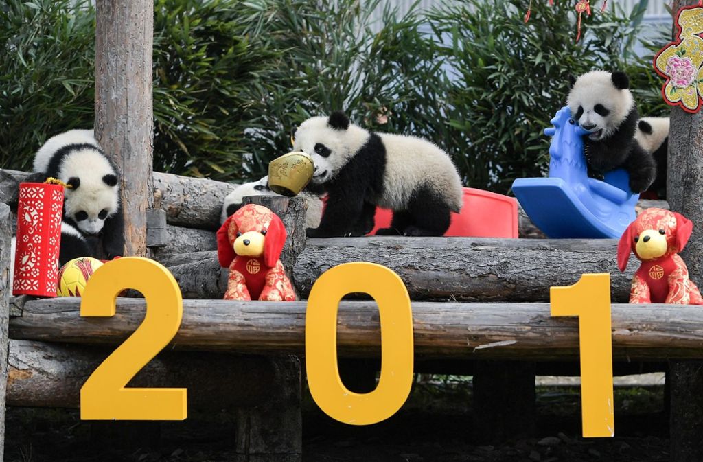 Pandababys begrüßen im Wolong-Naturreservat das chinesische Neujahr ...