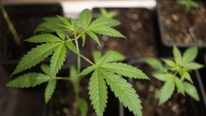 Cannabis in der Mietwohnung?– Fragen und Antworten