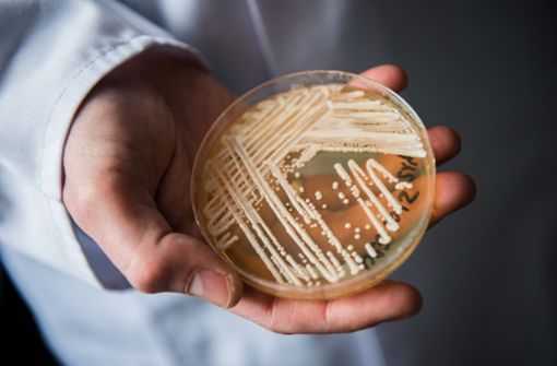 Der Hefepilz Candida auris, hier in einer Petrischale, breitet sich weltweit rasant aus. Foto: dpa/Nicolas Armer