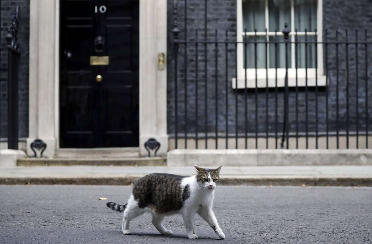 Larry hat einen offiziellen Titel: Chief Mouser to the Cabinet Office, sprich: er fängt Mäuse in Downing Street No. 10, der Amtswohnung des britischen Premierministers
