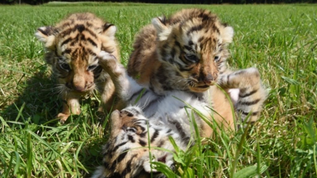 Ochsenhausen: Bengalische Tigerbabys schnuppern Frischluft