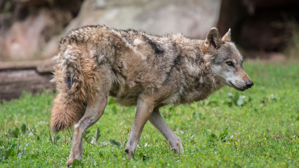 Erschossener Wolf am Schluchsee: Polizei sucht nach dem Todesschützen