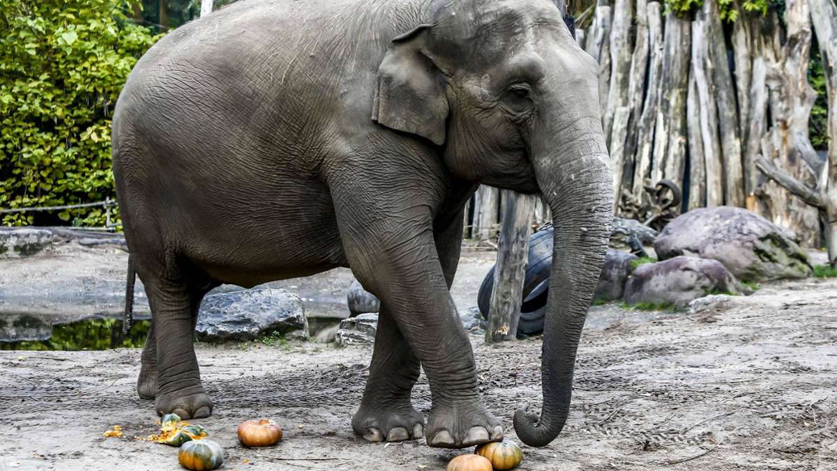  Am Mittwochmorgen säubert ein Tierpfleger im spanischen Naturpark Cabárceno das Elefanten-Gehege. Dabei schleudert das Tier den Mann mit seinem Rüssel gegen das Gitter. Der 44-Jährige stirbt wenig später im Krankenhaus. 