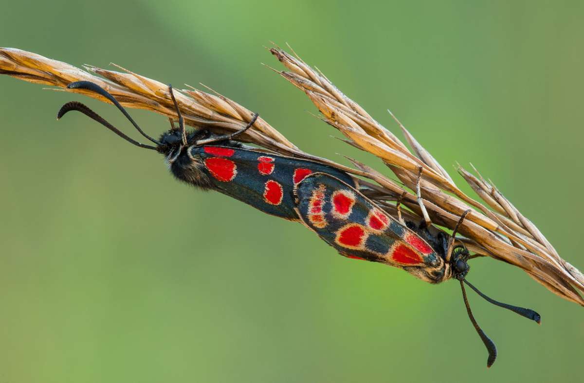 Das Esparsetten-Widderchen oder Krainer Widderchen (Zygaena carniolica im Fachbegriff) ist ebenfalls eine bedrohte Art. Diese Schmetterlinge sind giftig – ein Hinweis darauf ist ihre Warnfarbe.