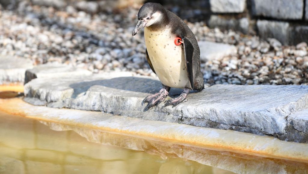 Am helllichten Tag ist am Wochenende ein Pinguin aus dem Luisenpark in Mannheim gestohlen worden. Nun ist das Tier tot aufgefunden worden.