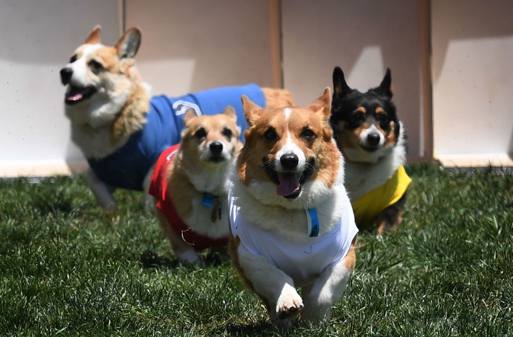 Die Corgi Con“ ist ein regelmäßiger Treff für Fans und Besitzer der britischen Hunderasse. Foto: AFP