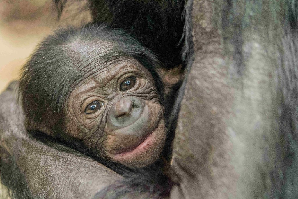 Das süße Bonobo-Baby Nila aus der Wilhelma Stuttgart.