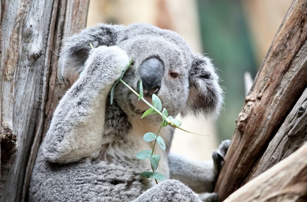Koala-Männchen Oobi-Ooobi sitzt auf einem Baum im neuen Koala-Haus im Zoo Leipzig.