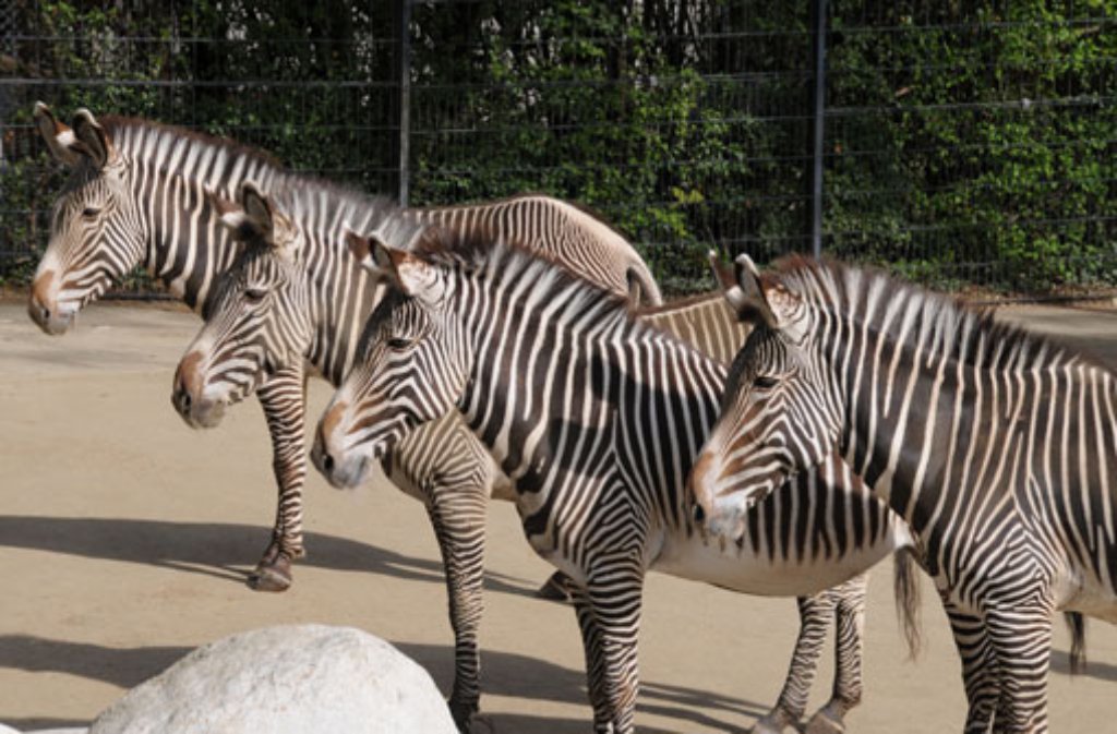 Ihr besonders feines Streifenmuster zeichnet sie aus: Die schwarz-weiße Parade der Grevy-Zebras präsentiert sich den Besuchern.