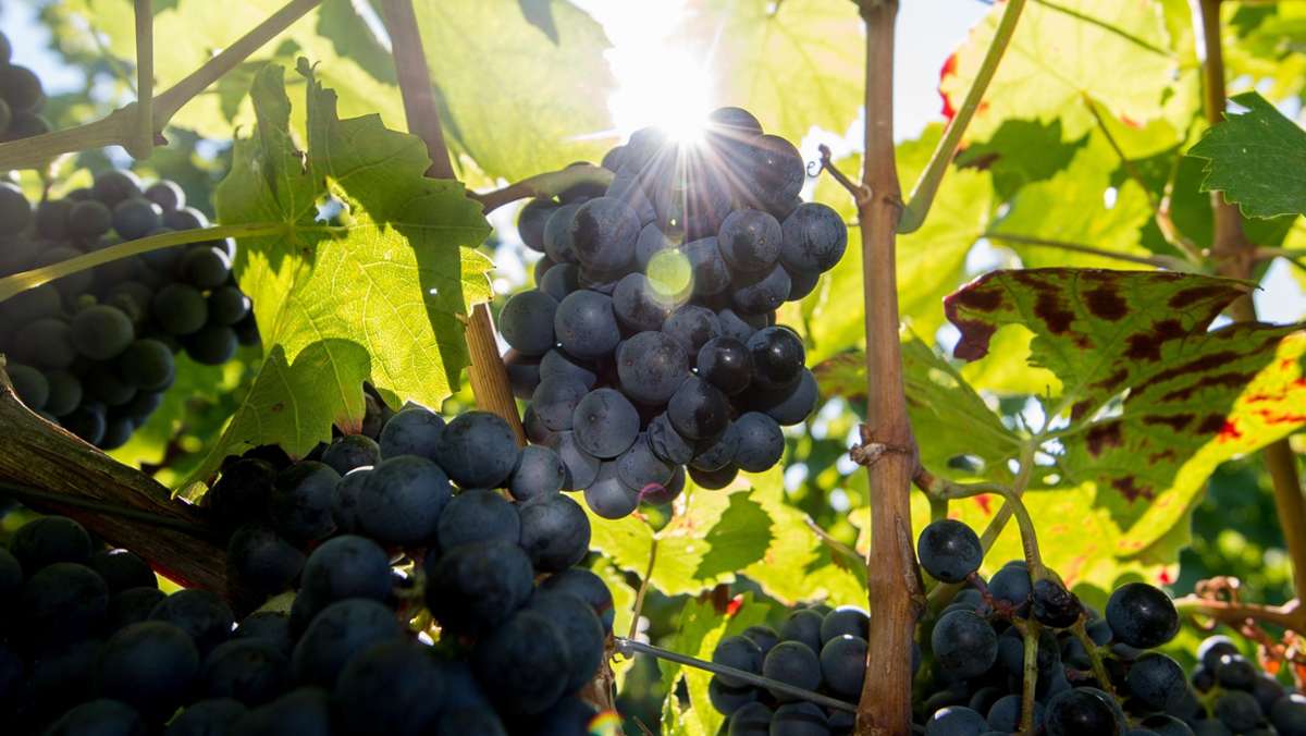 Heilbronn feiert seinen Weinbau: Aus dem Weindorf wird eine  Auslese