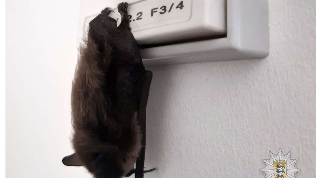 Tierischer Besuch in Ludwigsburg: Fledermaus hängt im Polizeirevier ab