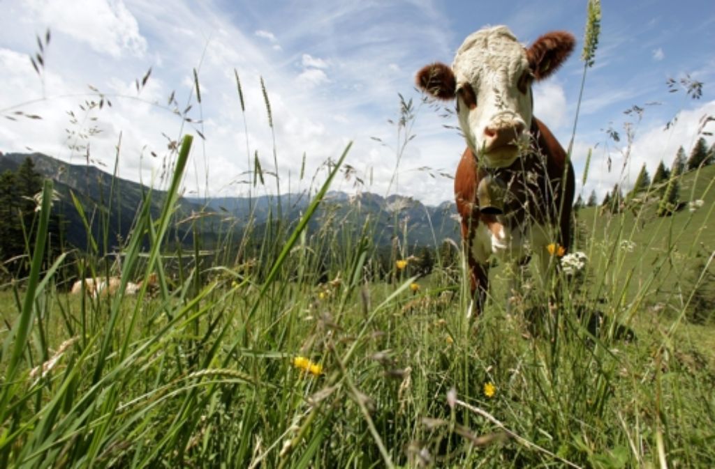 Das Bild der glücklichen Kuh zerstört Wolfgang Schorlau nachhaltig. Foto: dpa