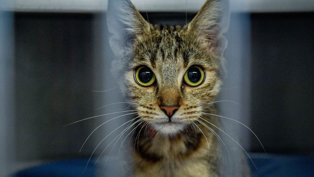 Berlin: Vermisste Katze kehrt nach fünf Jahren nach Hause zurück