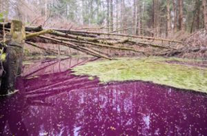 Rätsel um purpurfarbenen Teich