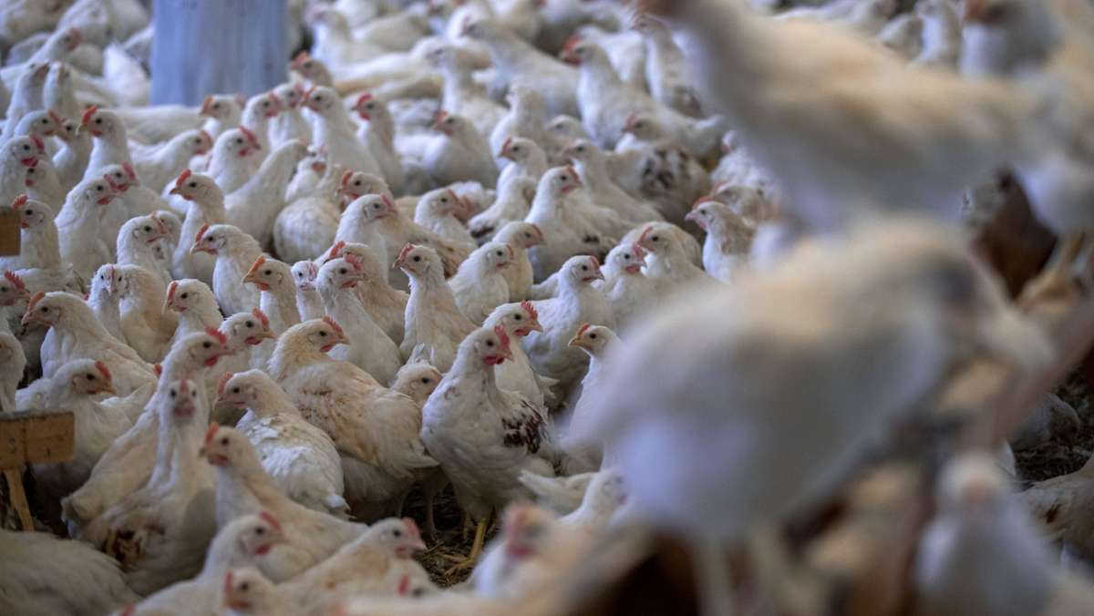 Vogelgrippe in Deutschland: Geflügelhalter mit  70.000 Tieren bereitet Tötung vor
