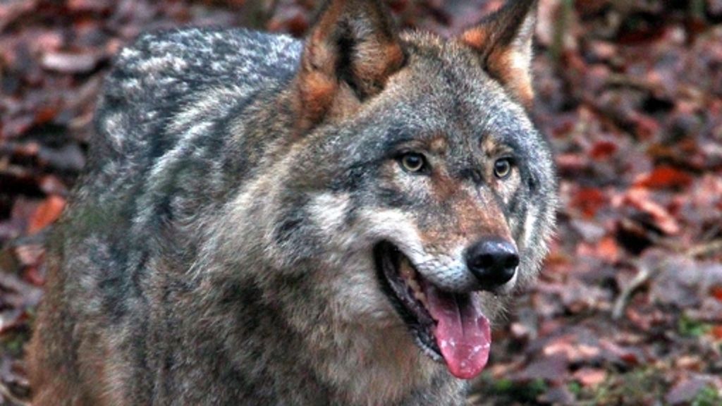 Schweden: Tod im Wolfsgehege