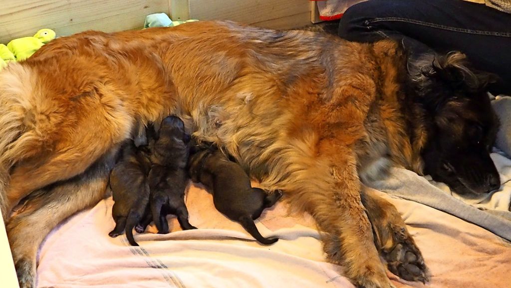 Leonberger Hundewelpen: Ein tierischer Geburtsbericht