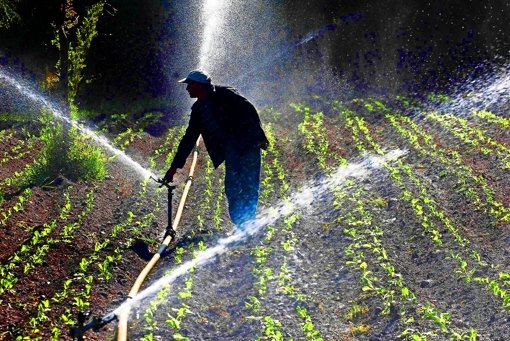 Ein chilenischer Bauer bewässert sein Salatfeld. Foto: AP